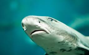 World-First Switch from Sexual to Asexual Reproduction Made by a Leopard Shark