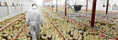 U.S. Chicken Industry Deploys Wet Wipes, Oregano, As KFC Shuns Some Antibioticsv U.S. Chicken Industry Deploys Wet Wipes, Oregano, As KFC Shuns Some Antibioticsv