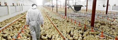 U.S. Chicken Industry Deploys Wet Wipes, Oregano, As KFC Shuns Some Antibioticsv