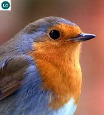 Banned By Facebook Bans Christmas Cards Of A Redbreast For Being “Sexual”