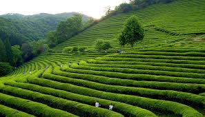 Dilmah CEO Says Millions Would Be Replaced By Robots In The Tea Industry In A Few Years Dilmah CEO Says Millions Would Be Replaced By Robots In The Tea Industry In A Few Years