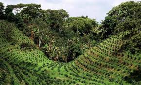 Coffee Tradition Of Santiago De Cuba To Be Used By Authorities To Gain Profits