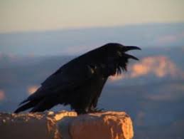 Ecologists Conclude That With Temperature Rise, Weedy Bird Species Gain The Advantage Ecologists Conclude That With Temperature Rise, Weedy Bird Species Gain The Advantage