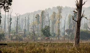 New Data Shows Forest Loss Equal To One Football Field Every Second In 2017