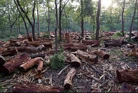 McDonald’s And Other Food Firms Urge UK Govt For Tougher Rules On Deforestation