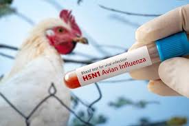 UK Detects First Case of Bird Flu in a Sheep, Stoking Fears of Spread UK Detects First Case of Bird Flu in a Sheep, Stoking Fears of Spread