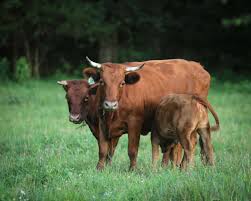 U.S. Livestock Breeders Reel as Chinese Market for Premium Genetics Dries Up U.S. Livestock Breeders Reel as Chinese Market for Premium Genetics Dries Up