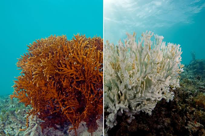 Repeated Bleaching Leaves Coral Reefs With Too Little Recovery Time