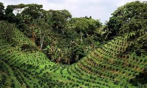 Coffee Tradition Of Santiago De Cuba To Be Used By Authorities To Gain Profits Coffee Tradition Of Santiago De Cuba To Be Used By Authorities To Gain Profits