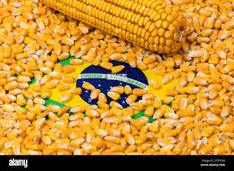Brazil Removes Obstacles To Dethrone The US As The Top Maize Exporter