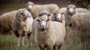 Australian Ranchers Are Giving Away Sheep For Free As There Is Excess Of The Animals
