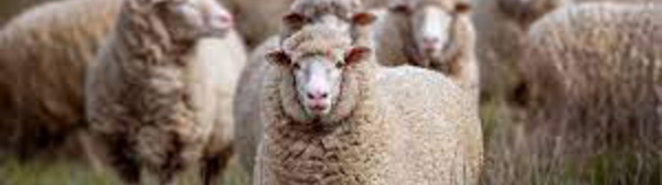 Australian Ranchers Are Giving Away Sheep For Free As There Is Excess Of The Animals