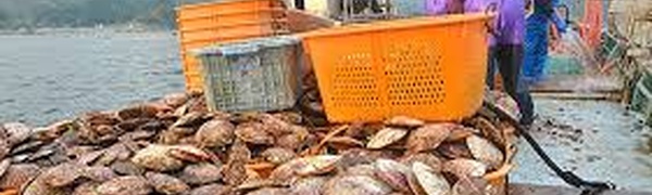 Japanese Seafood Sector Drawn into High-Stakes Diplomatic Clash With China