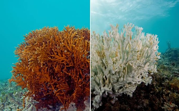 Repeated Bleaching Leaves Coral Reefs With Too Little Recovery Time