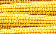 New Threat to Battered Global Market Posed as China Set to Export Corn: Reuters