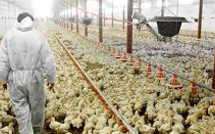 U.S. Chicken Industry Deploys Wet Wipes, Oregano, As KFC Shuns Some Antibioticsv