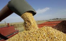 Global Glut Forces Framers Across The Globe To Pile Grain In Runways, Parking Lots And Fields