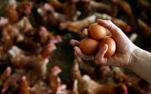 EU Commissioner Calls For Summit In Connection With Europe's 'Toxic' Eggs Scandal