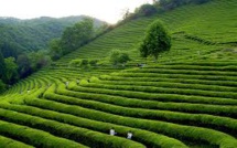 Dilmah CEO Says Millions Would Be Replaced By Robots In The Tea Industry In A Few Years