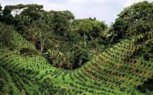 Coffee Tradition Of Santiago De Cuba To Be Used By Authorities To Gain Profits