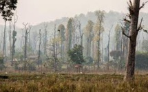 New Data Shows Forest Loss Equal To One Football Field Every Second In 2017