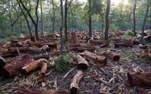 McDonald’s And Other Food Firms Urge UK Govt For Tougher Rules On Deforestation