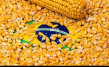 Brazil Removes Obstacles To Dethrone The US As The Top Maize Exporter