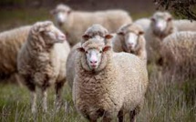 Australian Ranchers Are Giving Away Sheep For Free As There Is Excess Of The Animals