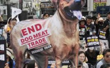 Bill To Outlaw Trade In Dog Meat Passed By The Parliament Of South Korea