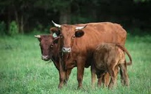 U.S. Livestock Breeders Reel as Chinese Market for Premium Genetics Dries Up